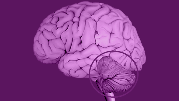 cervelet anatomie cerveau cervelet anatomie cerveau